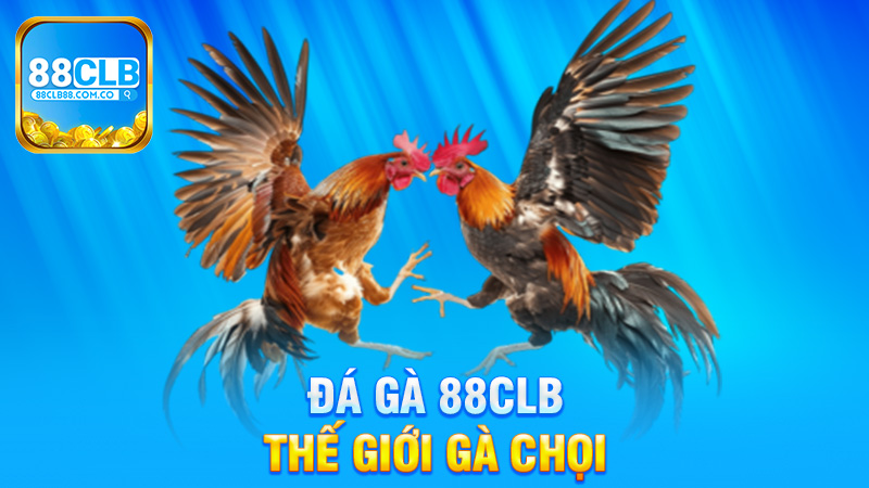 Đá gà 88Clb - Khám Phá Thế Giới Gà Chọi Cực Kỳ Hấp Dẫn